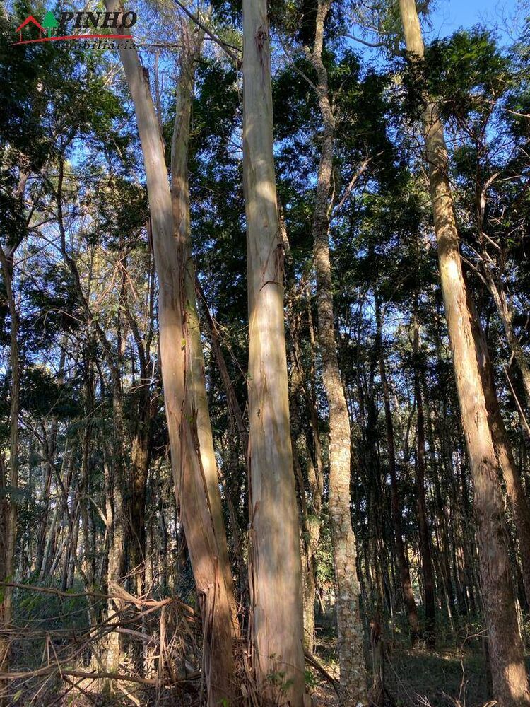 Terreno, 5199 m² - Foto 1