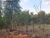 Terreno, 5000 m² - Foto 4