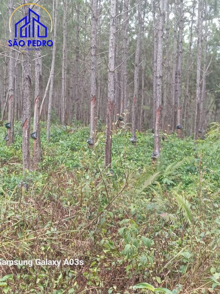 Terreno - Foto 5