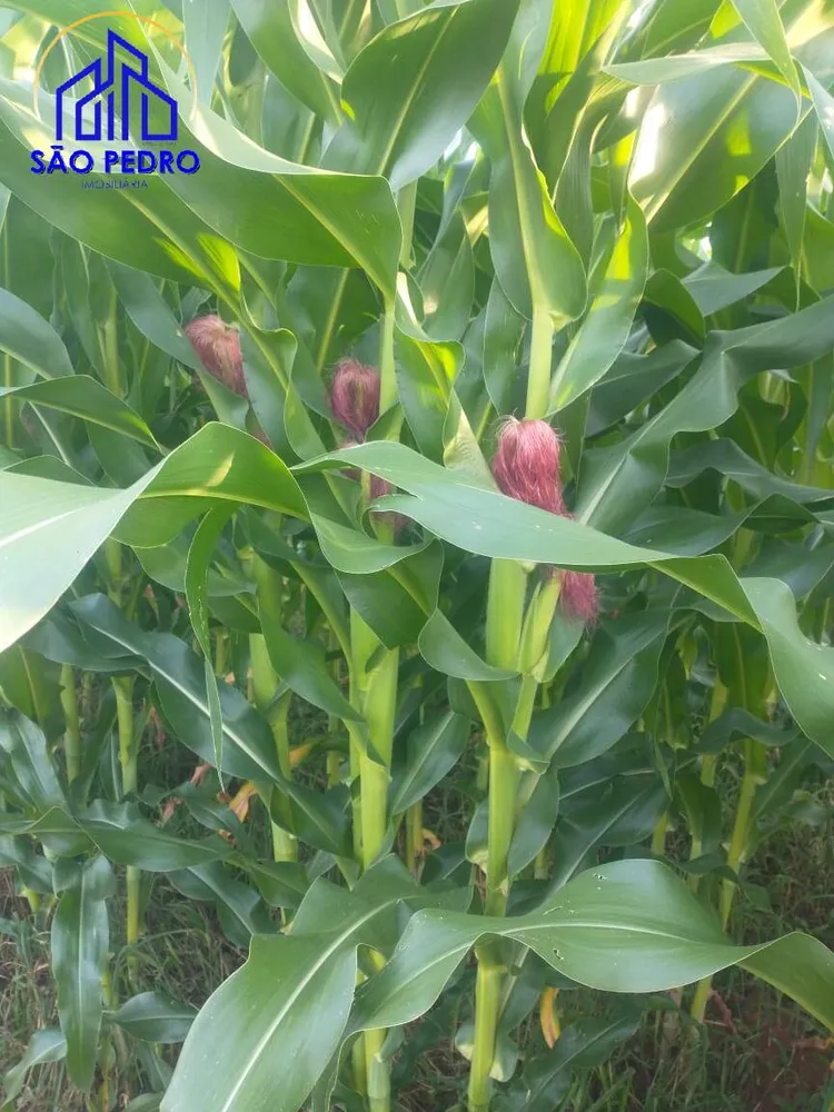 Terreno, 19 m² - Foto 12