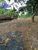 Terreno, 2 hectares - Foto 6