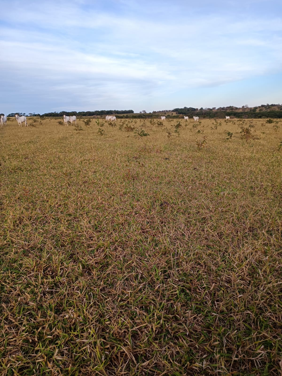 Fazenda à venda, 796m² - Foto 2