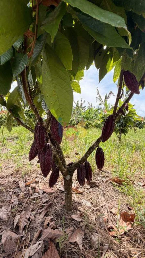 Fazenda, 8 quartos - Foto 6