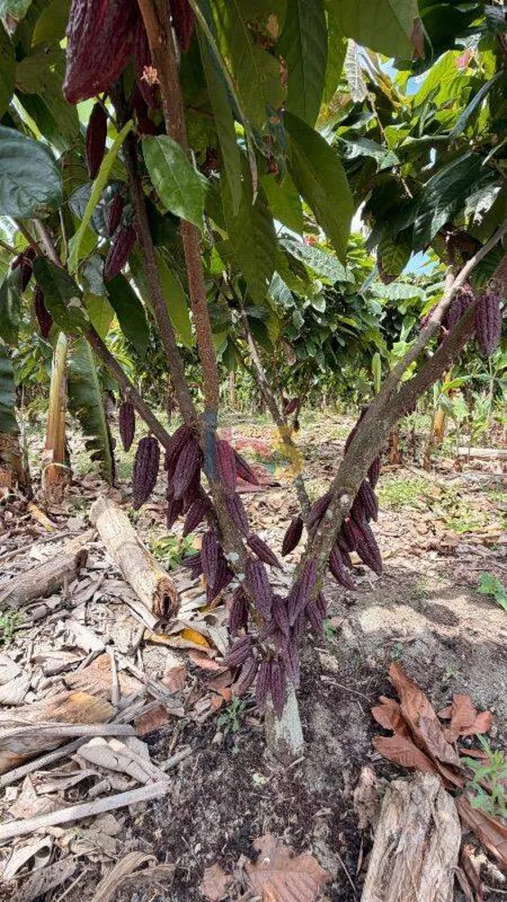 Fazenda, 8 quartos - Foto 10