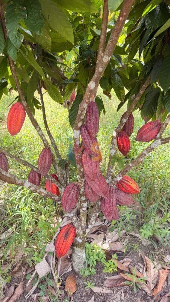 Fazenda, 8 quartos - Foto 12