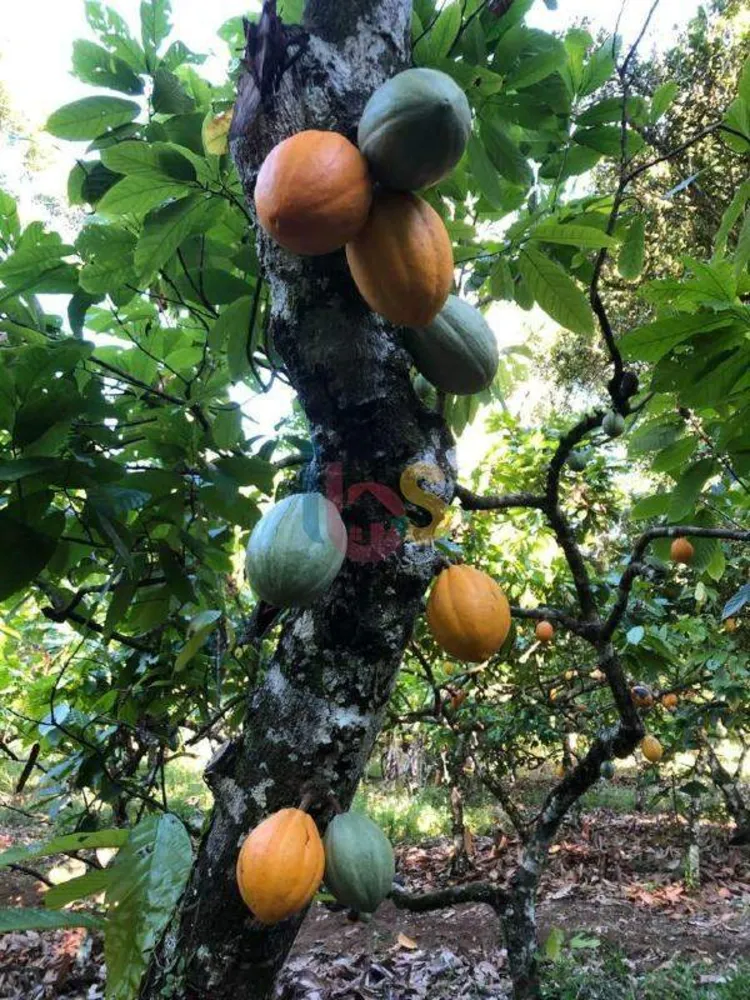 Fazenda, 20 m² - Foto 10