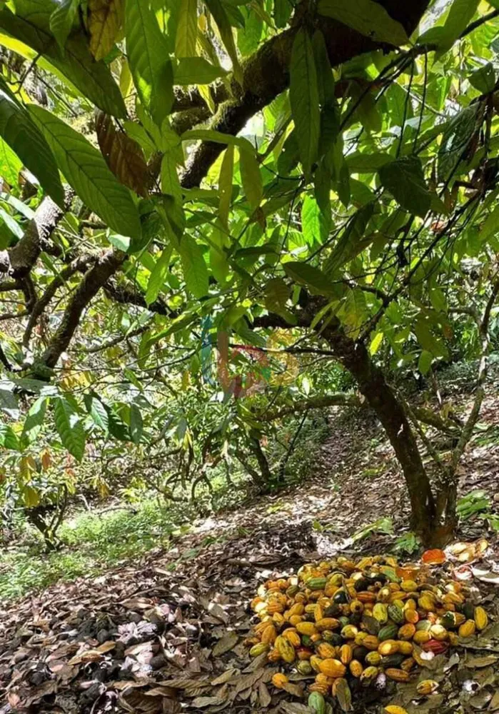 Sítio, 1 quarto, 95 hectares - Foto 6