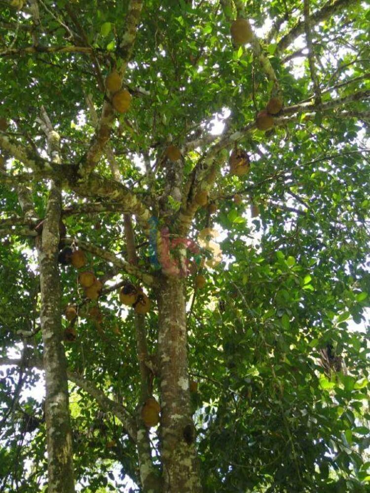 Fazenda - Foto 12