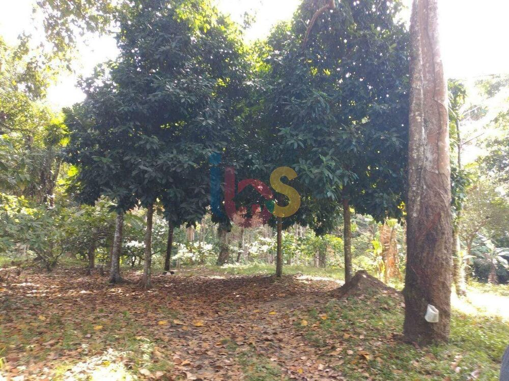 Terreno, 30 hectares - Foto 4