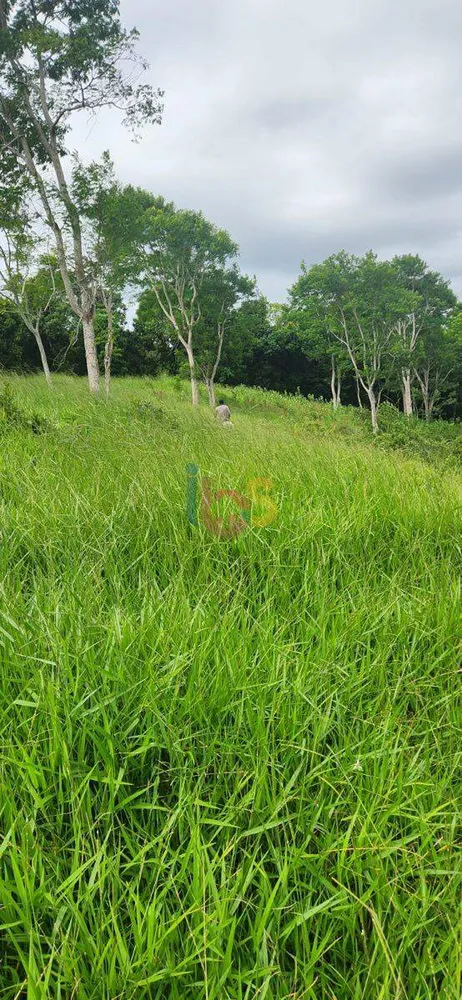 Fazenda, 200 hectares - Foto 4