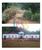 Fazenda, 33 hectares - Foto 1