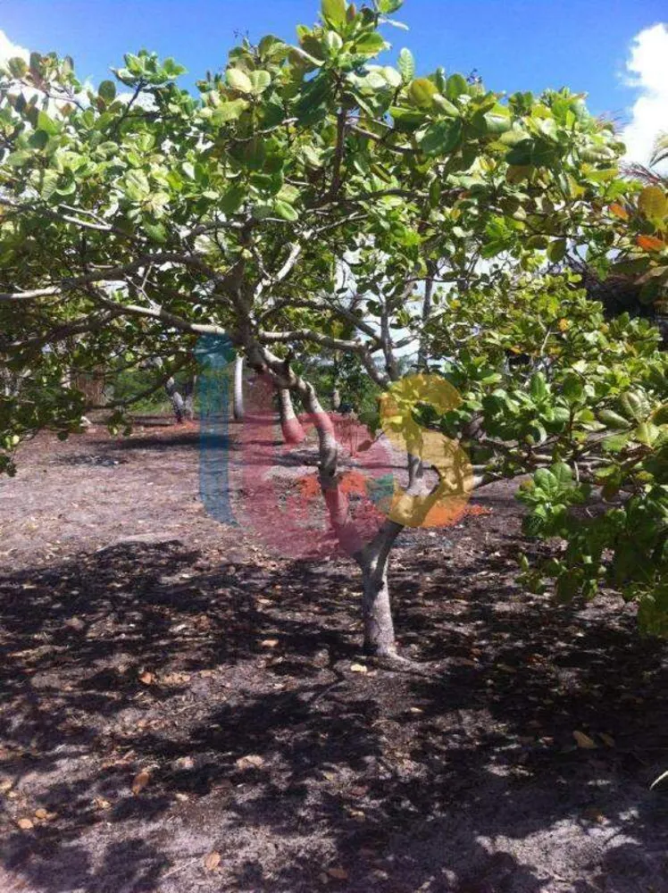 Terreno, 3 hectares - Foto 8