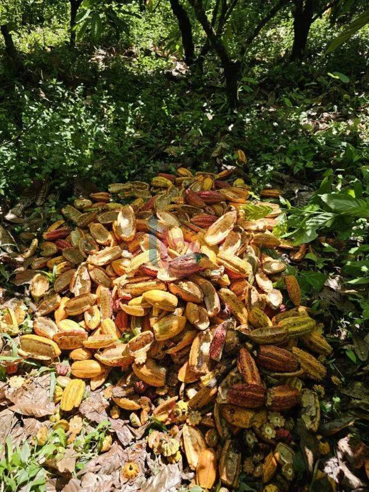 Fazenda - Foto 13