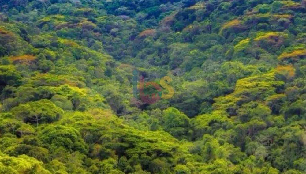 Terreno, 25 hectares - Foto 1