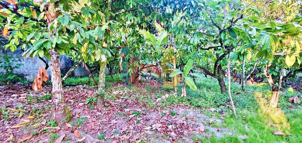 Terreno, 2400 m² - Foto 8