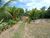 Terreno, 1 hectares - Foto 1