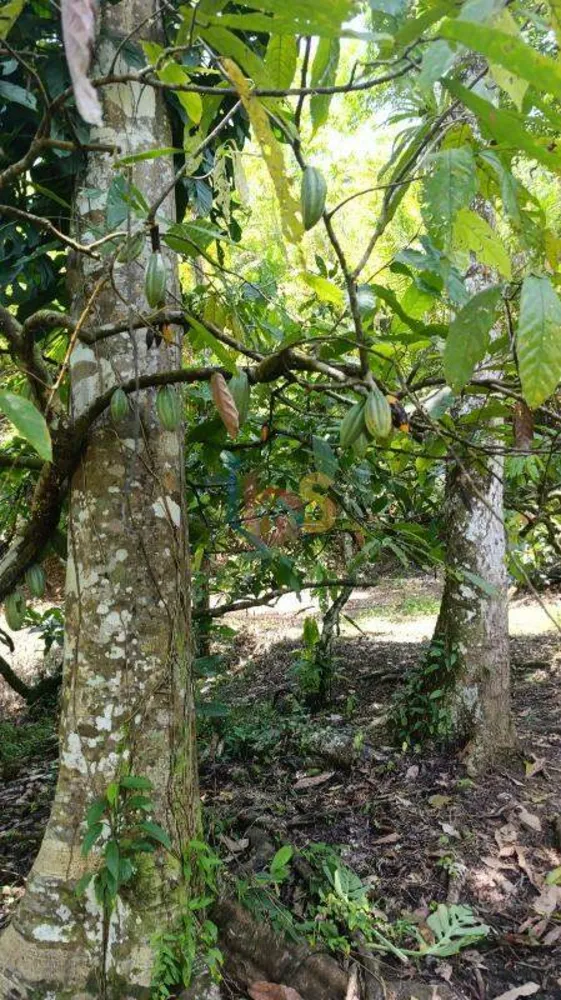 Terreno, 13 hectares - Foto 8