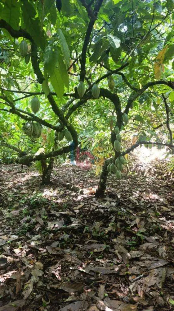 Terreno, 13 hectares - Foto 7