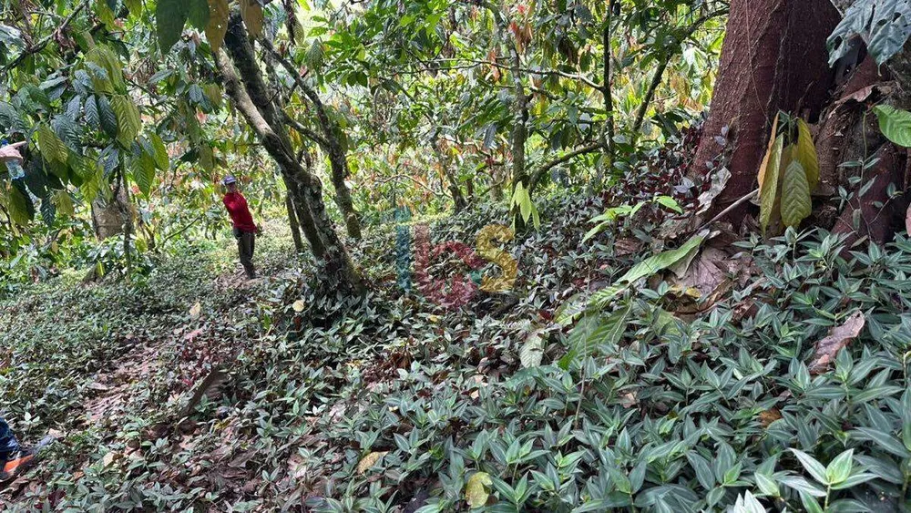 Terreno, 12 hectares - Foto 17