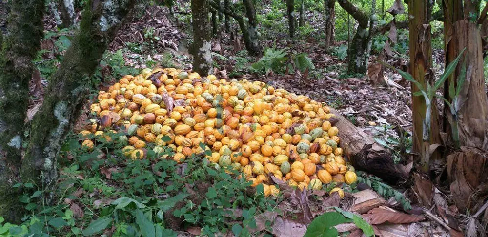 Fazenda, 159 hectares - Foto 3