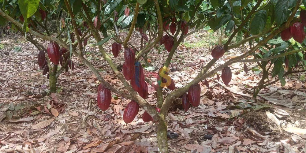 Fazenda à venda, 206m² - Foto 10