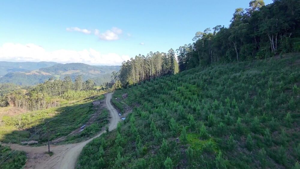 Fazenda, 62 hectares - Foto 8