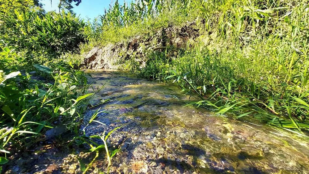 Sítio, 10 hectares - Foto 4