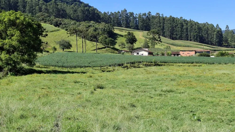 Sítio, 16 hectares - Foto 8