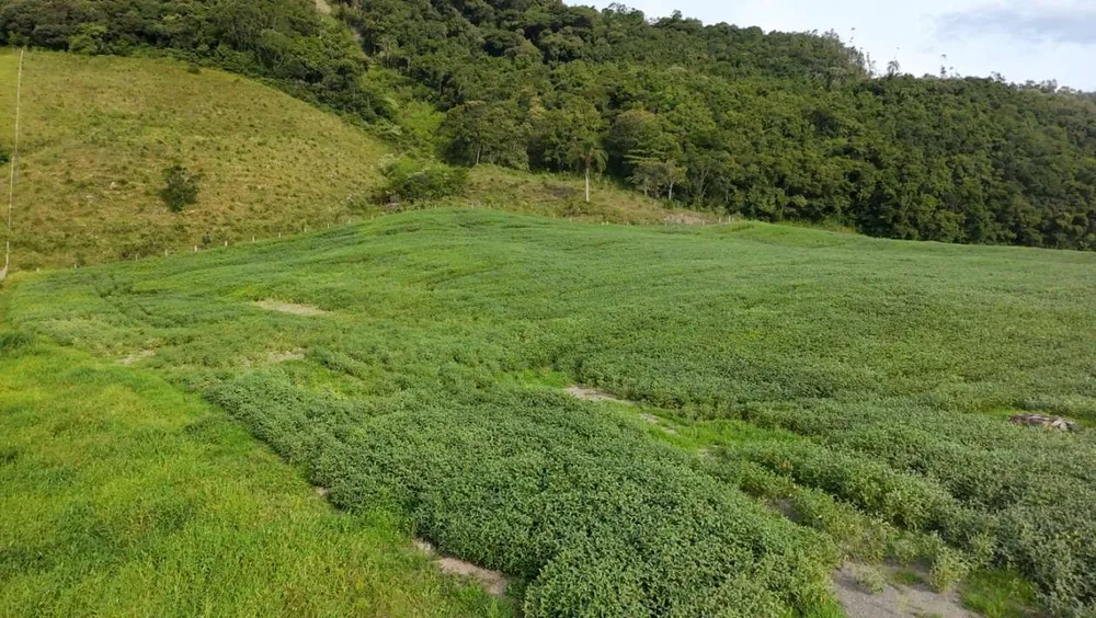 Sítio, 9 hectares - Foto 8