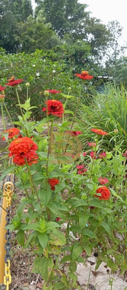 Chácara, 3 quartos, 1800 m² - Foto 8