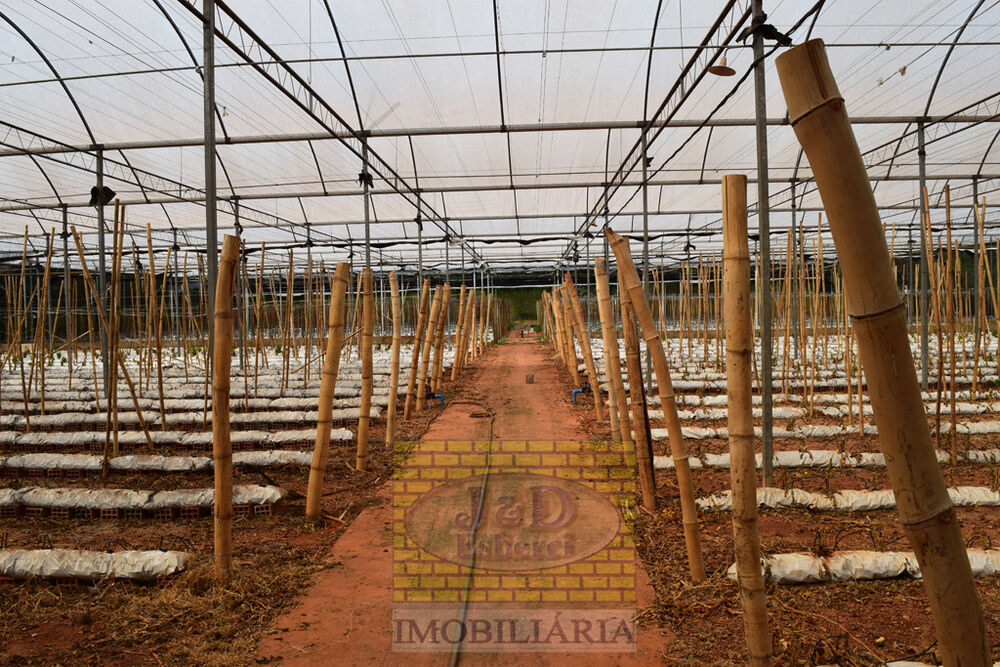 Sítio, 7 hectares - Foto 3