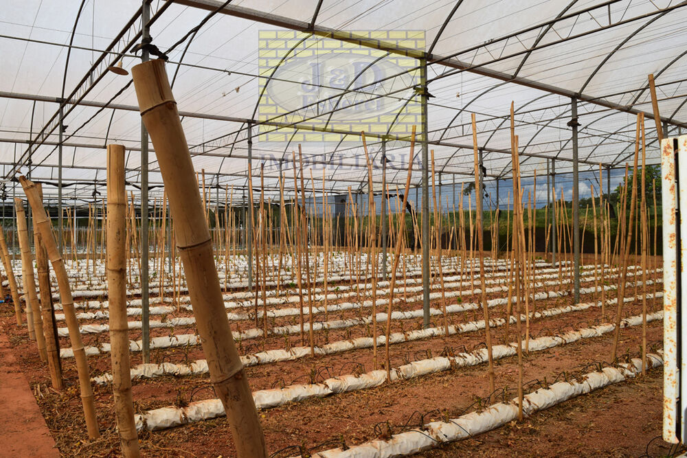 Sítio, 7 hectares - Foto 11