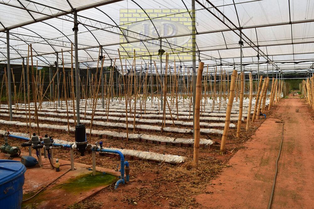 Sítio, 7 hectares - Foto 4