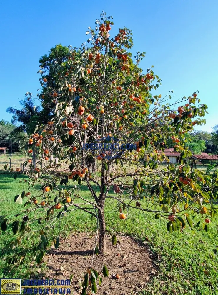 Sítio, 11 quartos, 3 hectares - Foto 14