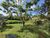 Sítio, 2 hectares - Foto 11