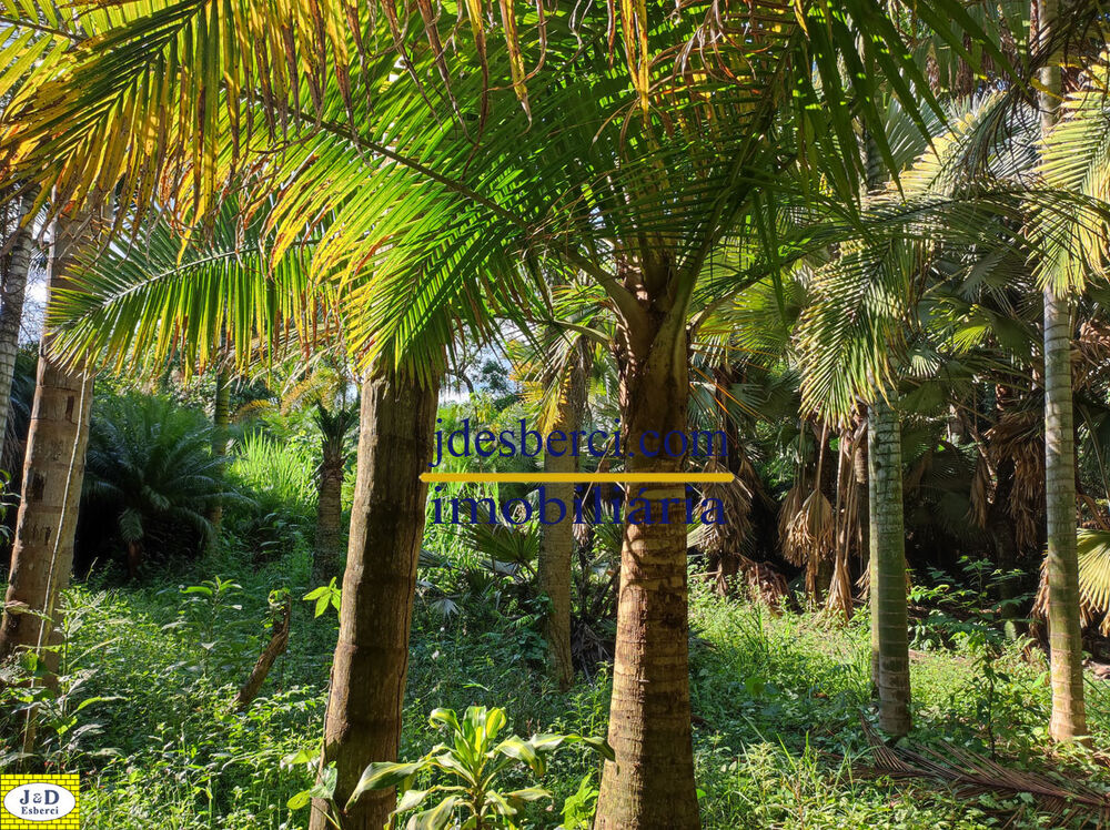 Sítio, 2 hectares - Foto 51