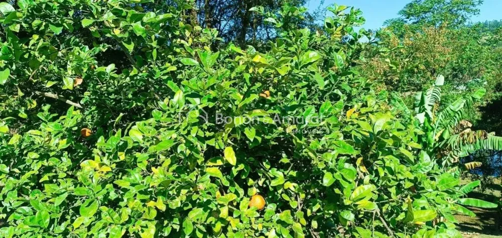 Terreno, 2 hectares - Foto 6