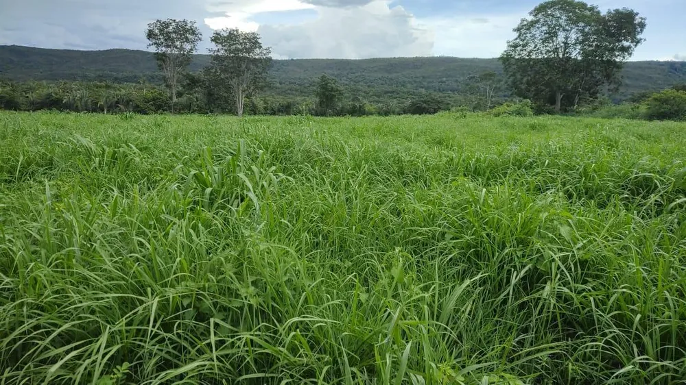 Fazenda - Foto 4