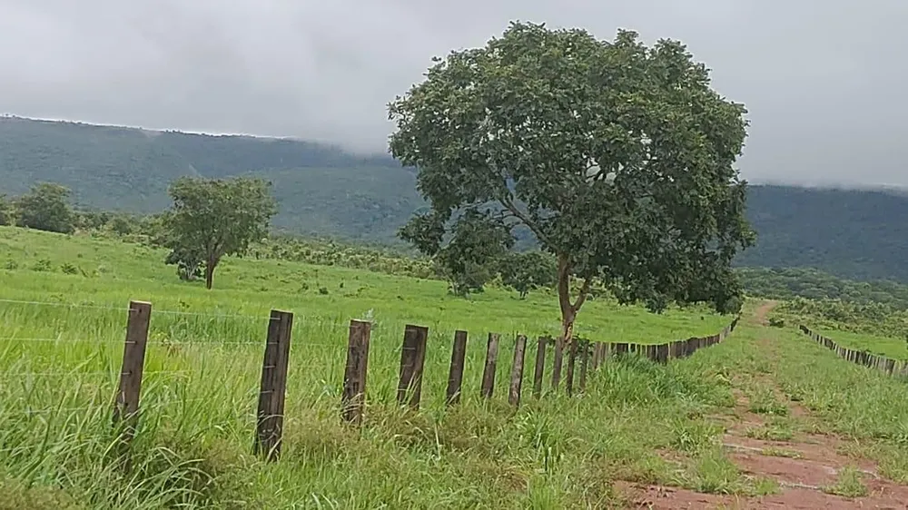 Fazenda - Foto 8