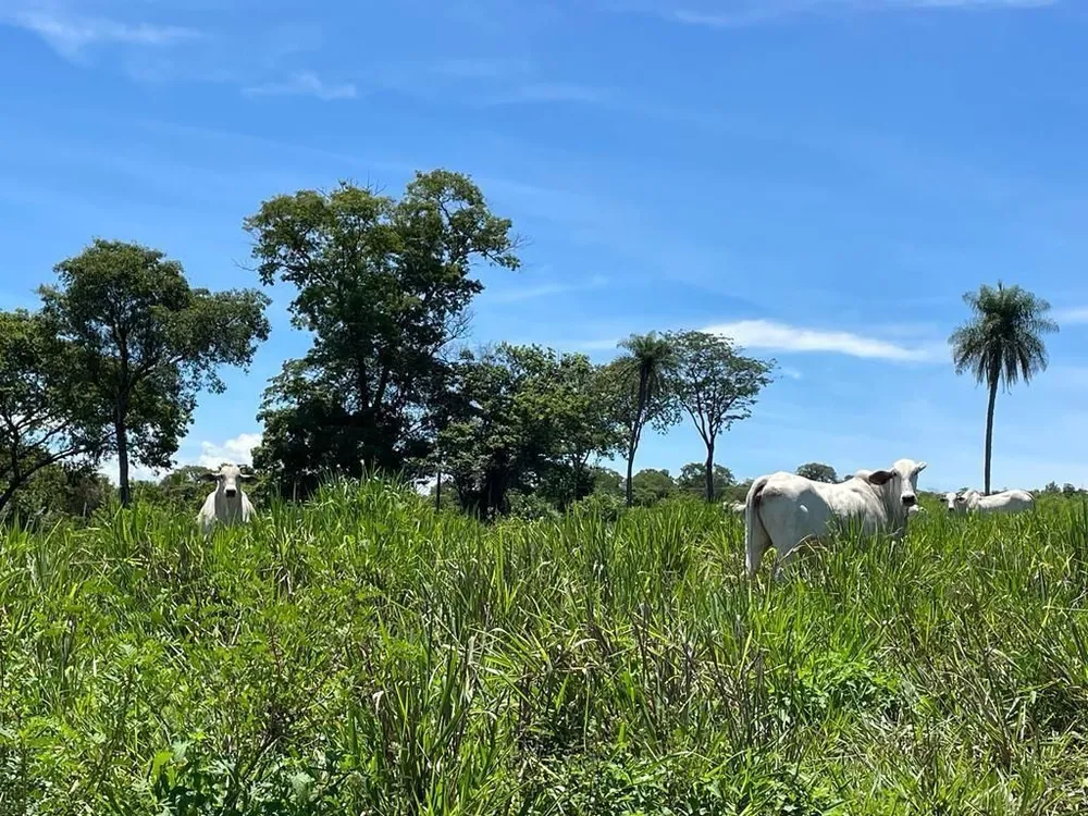 Fazenda, 2 quartos - Foto 4