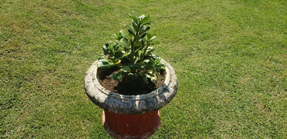 Chácara, 2 quartos - Foto 12