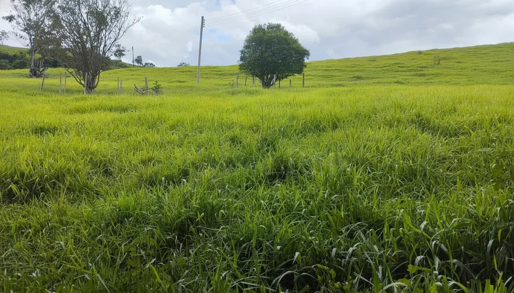 Sítio, 80 hectares - Foto 6