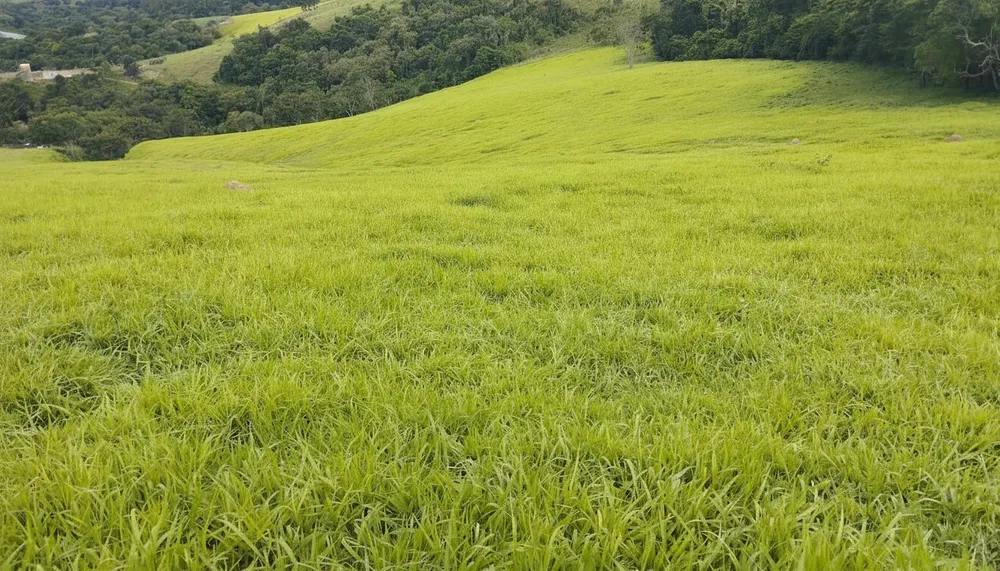 Sítio, 80 hectares - Foto 1