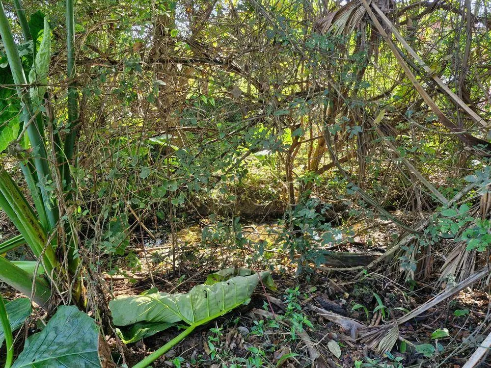 Terreno, 1000 m² - Foto 2
