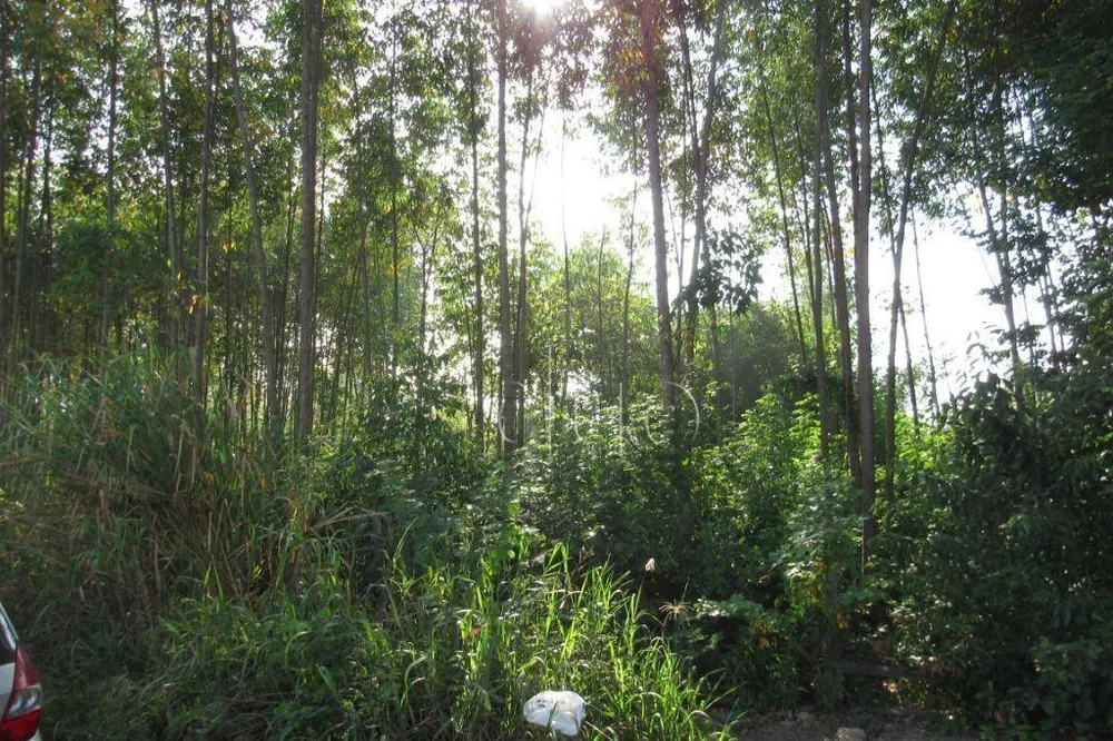 Terreno, 5 hectares - Foto 4