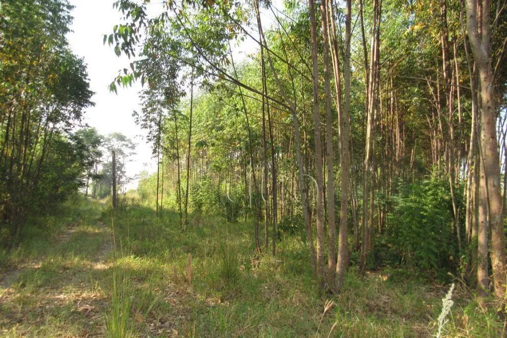 Terreno, 5 hectares - Foto 1