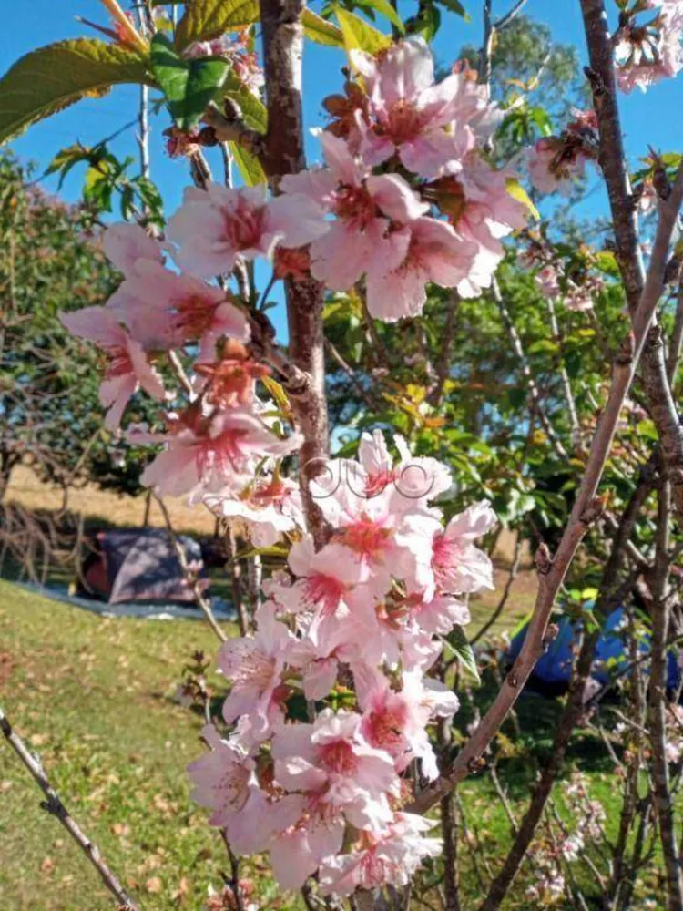 Fazenda, 15 hectares - Foto 45