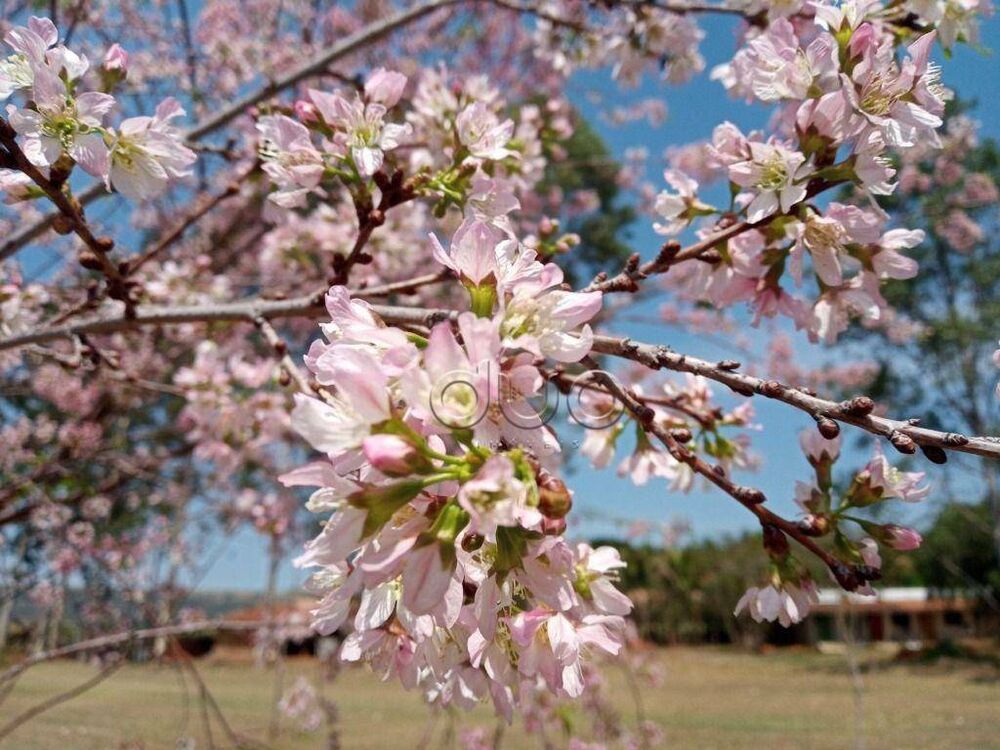 Fazenda, 15 hectares - Foto 7
