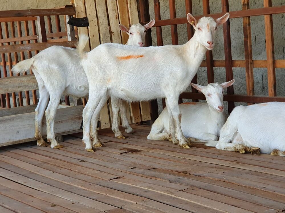 Sítio, 6200 m² - Foto 3