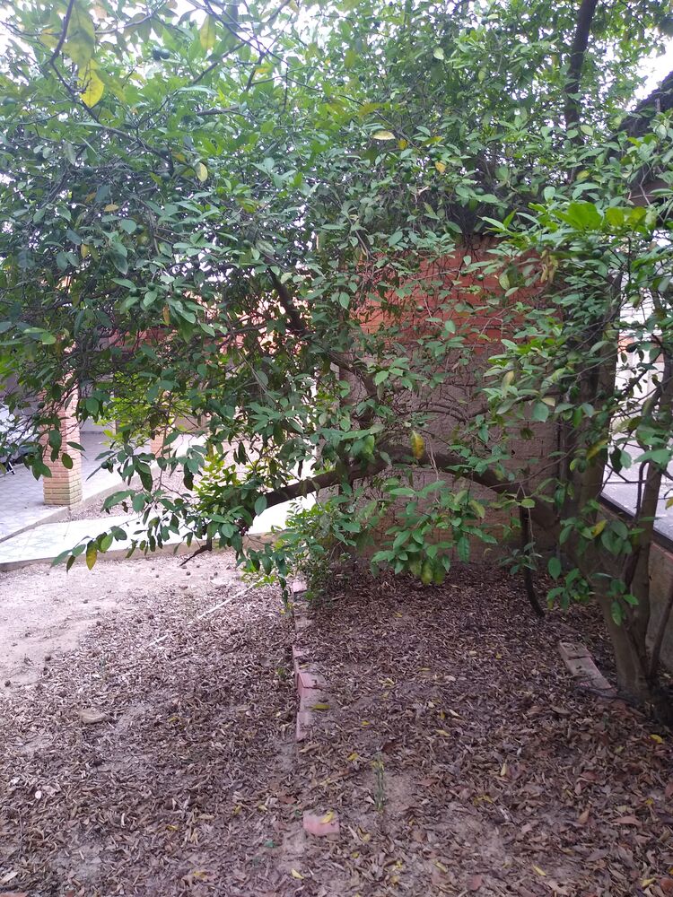 Chácara, 2 quartos, 1000 m² - Foto 1